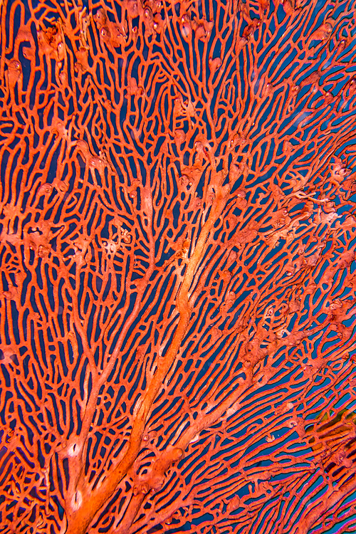 Sea Fan, Sea Whips, Gorgonian, Coral Reef, Lembeh, North Sulawesi, Indonesia, Asia