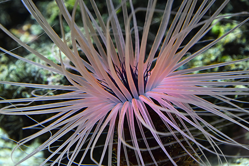 Close up pink and purple sea sebae anemone polyps in water of aquarium, high angle view