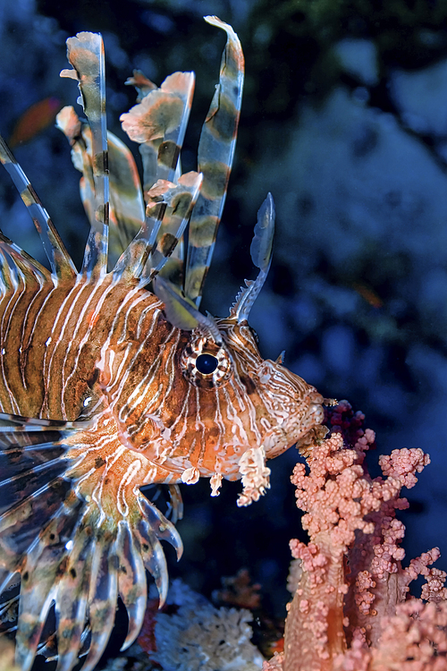 Lionfish, Coral Reef, Red Sea, Egypt