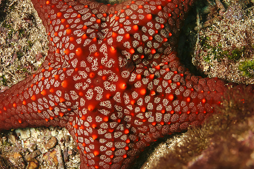 Red Sea Star, Gal?pagos Islands, Gal?pagos National Park, UNESCO World Heritage Site, Pacific Ocean, Ecuador, America