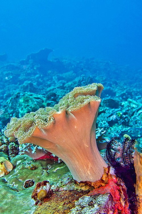 Elephant Ear Coral, Green Toadstool Coral, Leather Coral, Soft Coral, Lembeh, North Sulawesi, Indonesia, Asia
