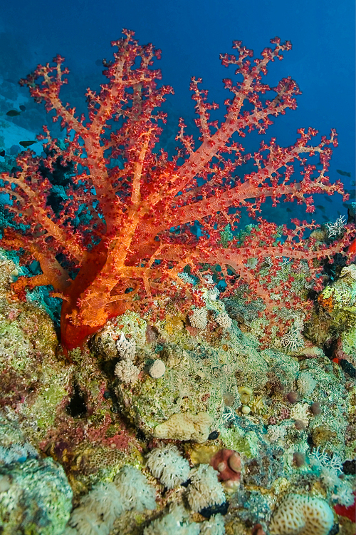 Soft Coral, Coral Reef, Red Sea, Egypt