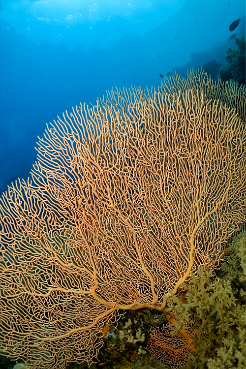 Giant Gorgonian, Coral reef, Red Sea, Egypt