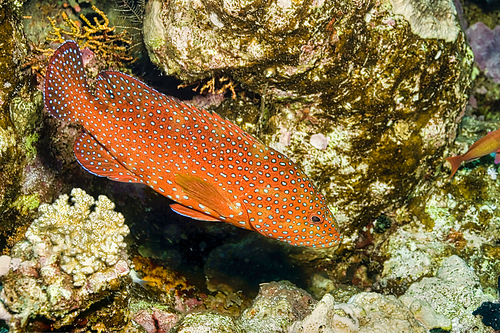 Coral Grouper, Cephalopholis sp., Coral Reef, Red Sea, Egypt