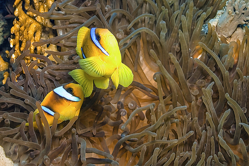 Red Sea Clownfish, Two-banded Anemonefish, Amphiprion bicintus, Red Sea, Egypt