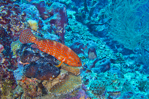 Coral Grouper, Coral Rock Cod, Cephalopholis miniata, Coral Reef, North Ari Atoll, Maldives, Indian Ocean, Asia