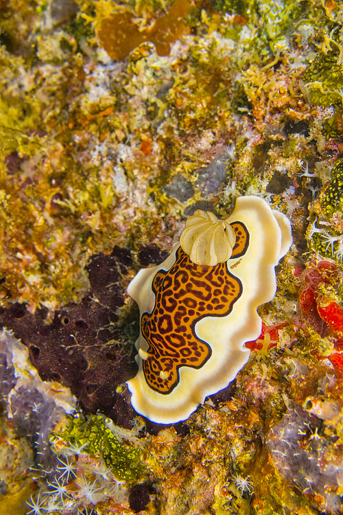 Dorid Nudibranch, Coral Reef, South Ari Atoll, Maldives, Indian Ocean, Asia