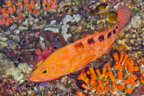 Saddled Rock Cod, Cephalopholis sexmaculata, Coral Reef, South Ari Atoll, Maldives, Indian Ocean, Asia