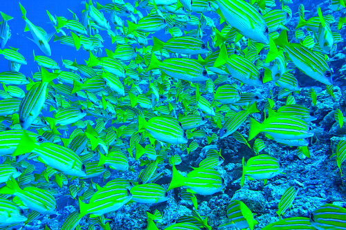 Blue-striped Snapper, Lutjanus kasmira, North Ari Atoll, Maldives, Indian Ocean, Asia