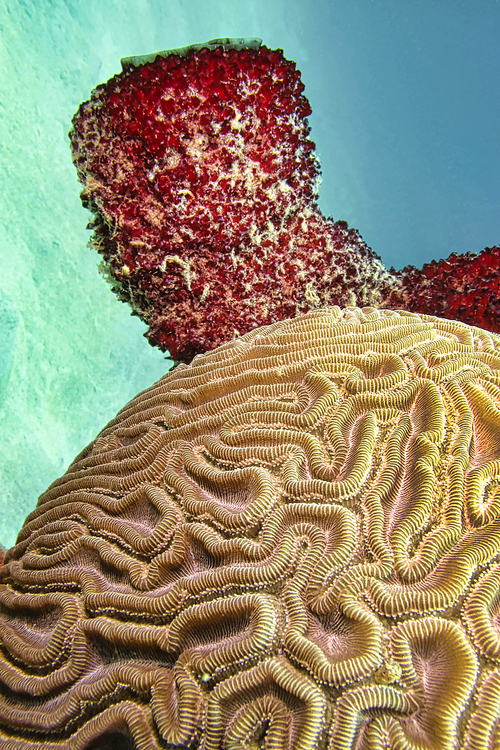 Brain coral, Coral Reef, Caribbean Sea, Isla de la Juventud, Cuba, America