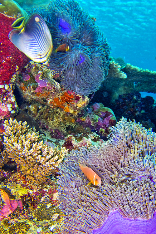 Blackfinned Anemonefish, Amphiprion nigripes, Magnificent Sea Anemone, Heteractis magnifica, Coral Reef, South Ari Atoll, Maldives, Indian Ocean, Asia
