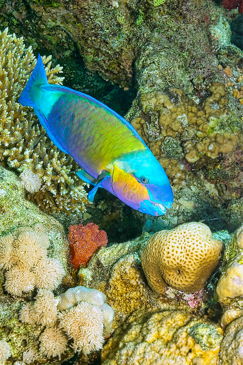 Parrotfish, Coral Reef, Red Sea, Egypt, Africa