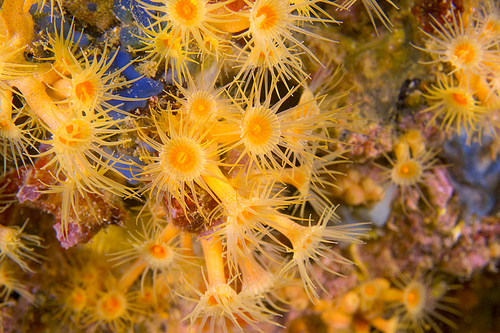 Yellow Encrusting Sea Anemone, Parazoanthus axinellae, Cabo Cope-Puntas del Calnegre Natural Park, Mediterranean Sea, Murcia, Spain, Europe