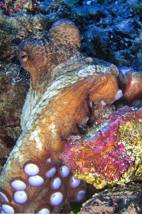 Common Octopus, Octopus vulgaris, Cabo Cope-Puntas del Calnegre Natural Park, Mediterranean Sea, Murcia, Spain, Europe