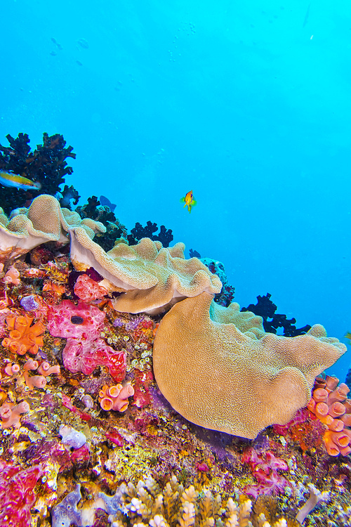 Coral Reef, Reef Building Coral, South Ari Atoll, Maldives, Indian Ocean, Asia