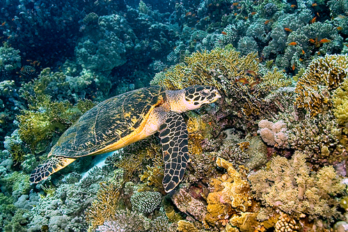 Green Turtle, Chelonia mydas, Coral Reef, Red Sea, Egypt, Africa