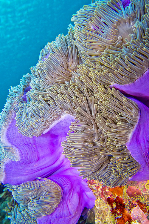 Magnificent Sea Anemone, Heteractis magnifica, Coral Reef, South Ari Atoll, Maldives, Indian Ocean, Asia