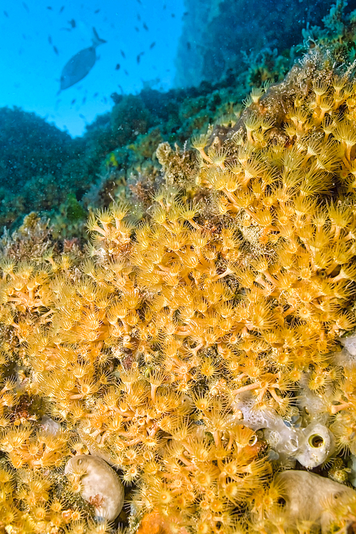 Yellow Encrusting Sea Anemone, Parazoanthus axinellae, Cabo Cope-Puntas del Calnegre Natural Park, Mediterranean Sea, Murcia, Spain, Europe