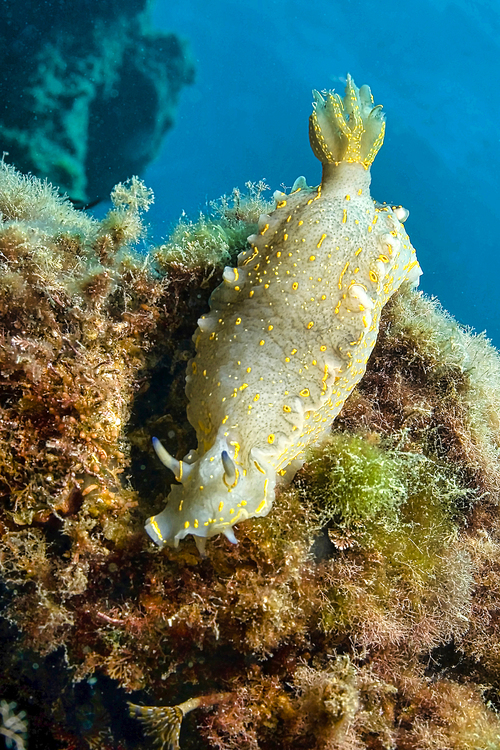 Sea Slug, Nudibranch, Felimare picta, Hypselodoris elegans, Cabo Cope-Puntas del Calnegre Natural Park, Mediterranean Sea, Murcia, Spain, Europe