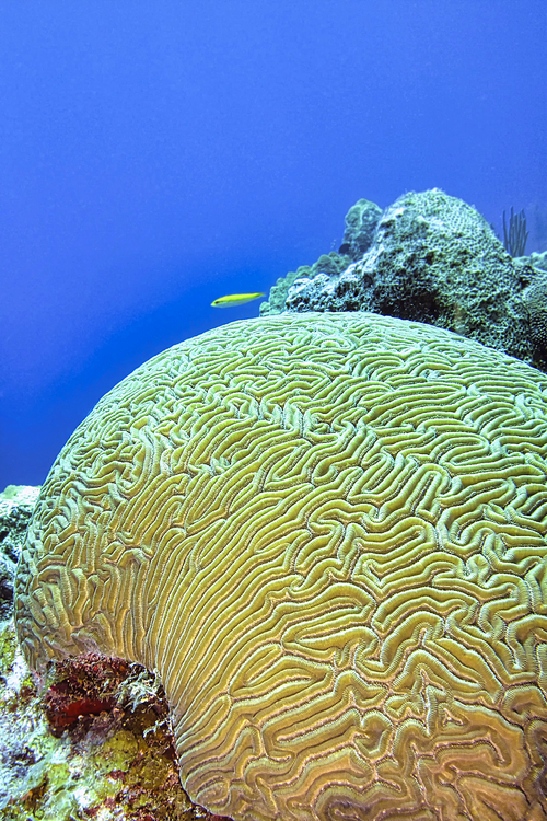Brain coral, Coral Reef, Caribbean Sea, Isla de la Juventud, Cuba, Am?rica