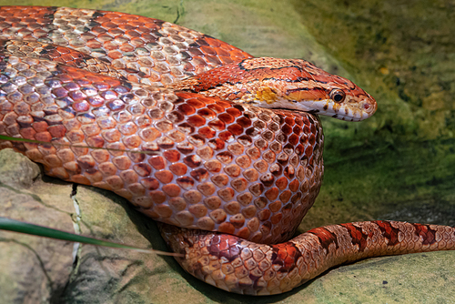 Eastern Corn Snake (Pantherophis guttatus), close up