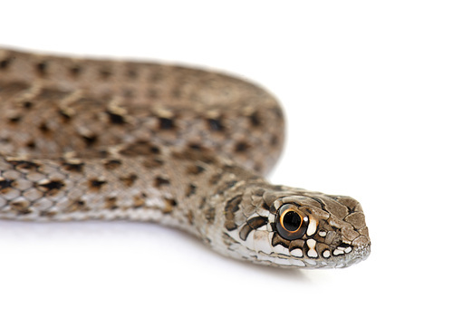 Montpellier snake in front of white background