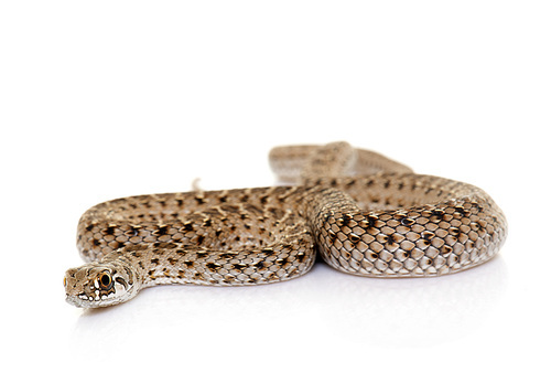 Montpellier snake in front of white background