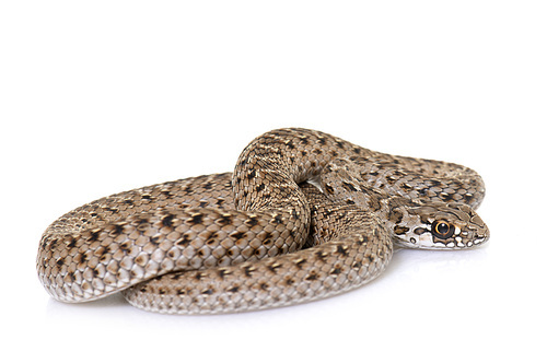 Montpellier snake in front of white background