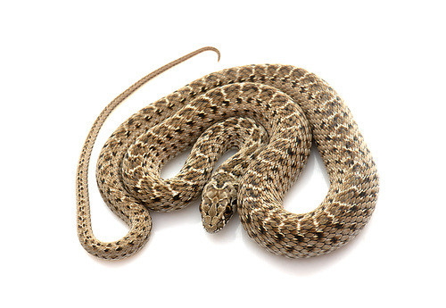 Montpellier snake in front of white background