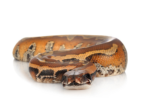 Python brongersmai in front of white background