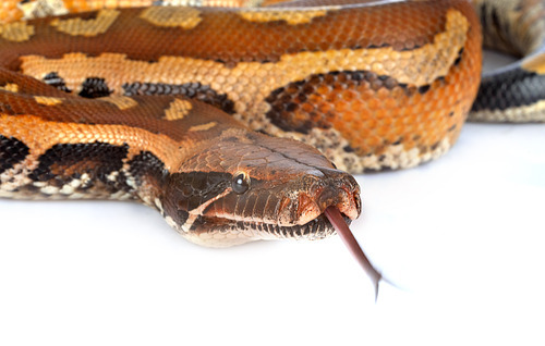 Python brongersmai in front of white background