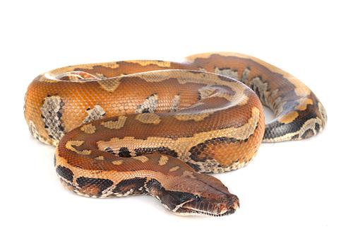 Python brongersmai in front of white background