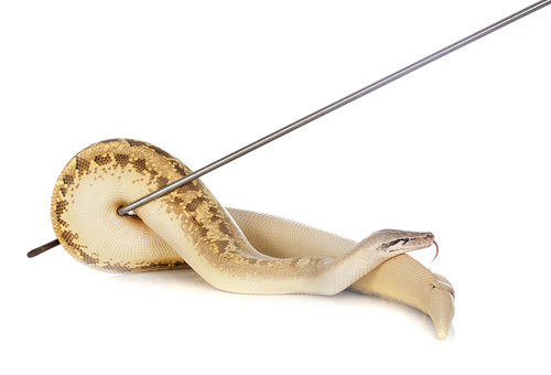 Python brongersmai in front of white background