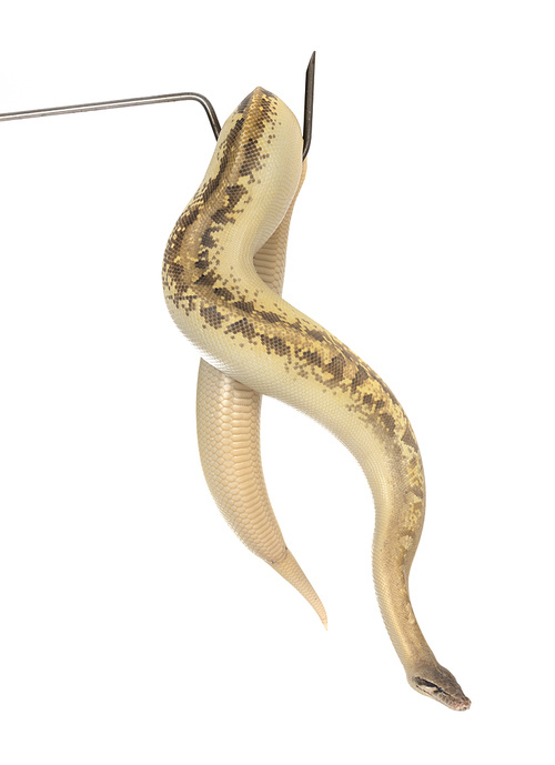 Python brongersmai in front of white background