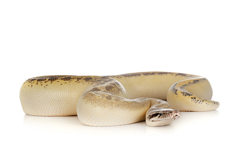 Python brongersmai in front of white background