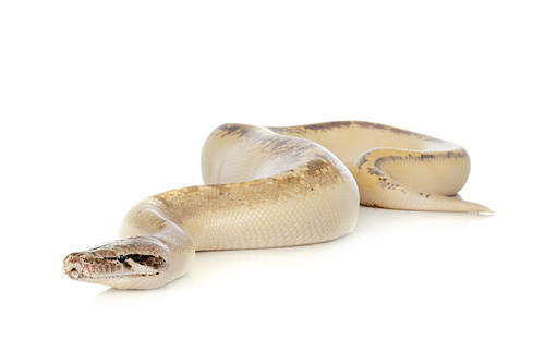 Python brongersmai in front of white background