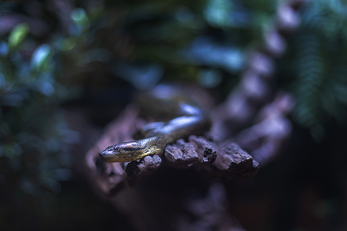 Close up shot of a snake crawling on a dead tree