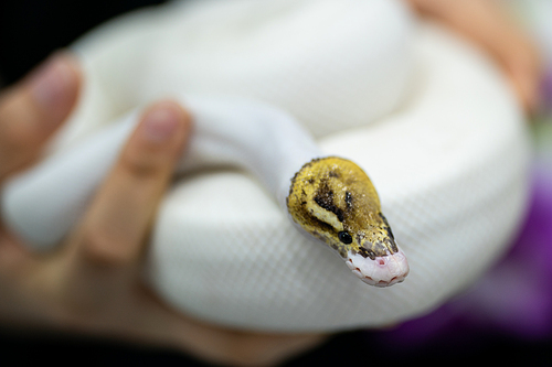 beautiful portrait of white snake in hand