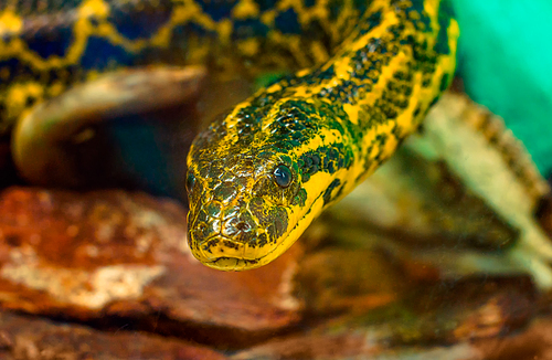 portrait of  snake Paraguayan South or Yellow Anaconda