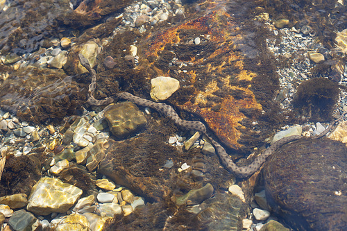 Snake on the rock bottom of the river