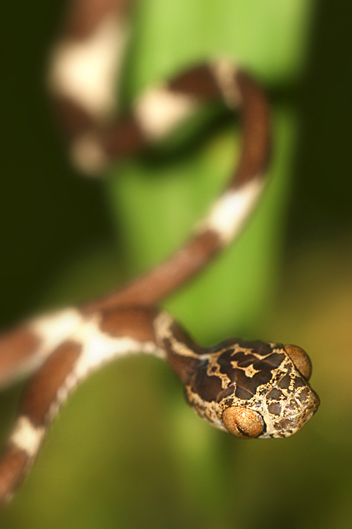 Blunthead Tree Snake, Imantodes cenchoa, Rainforest, Napo River Basin, Amazonia, Ecuador, America