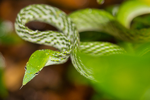 Green Vine Snake, Long-nosed Whip Snake, Ahaetulla nasuta, Sinharaja National Park Rain Forest, World Heritage Site, UNESCO, Biosphere Reserve, National Wilderness Area, Sri Lanka, Asia