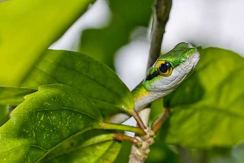 Parrot snake, Satiny Parrot Snake, Leptophis depressirostris, Tropical Rainforest, Corcovado National Park, Osa Conservation Area, Osa Peninsula, Costa Rica, Central America, America