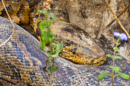 Asian Python, Python molurus, Wetlands, Royal Bardia National Park, Bardiya National Park, Nepal, Asia