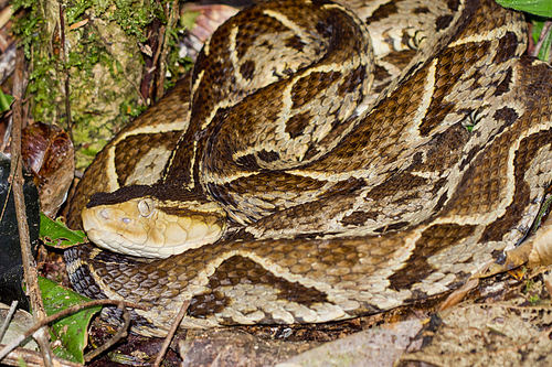 Fer-de-lance Viper, Terciopelo Viper, Bothrops asper, Tropical Rainforest, Costa Rica, Central America, America