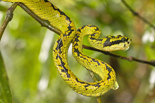 Sri Lankan Green Pit Viper, Trimeresurus trigonocephalus, Sinharaja National Park Rain Forest, World Heritage Site, UNESCO, Biosphere Reserve, National Wilderness Area, Sri Lanka, Asia