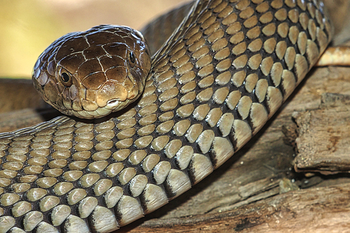 Mozambique Spitting Cobra, Naja mossambica, Botswana, Africa