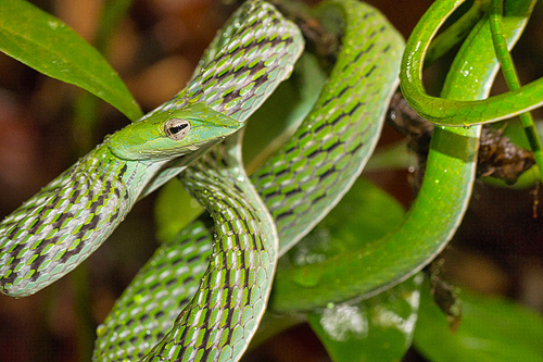 Green Vine Snake, Long-nosed Whip Snake, Ahaetulla nasuta, Sinharaja National Park Rain Forest, World Heritage Site, UNESCO, Biosphere Reserve, National Wilderness Area, Sri Lanka, Asia