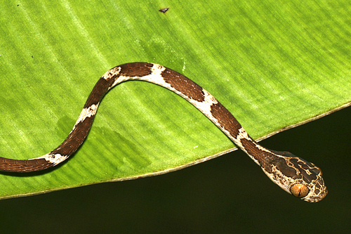 Blunthead Tree Snake, Imantodes cenchoa, Rainforest, Napo River Basin, Amazonia, Ecuador, America