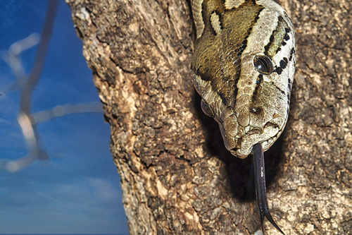 African Rock Python, Python natalensis, Chobe National Park, Botswana, Africa